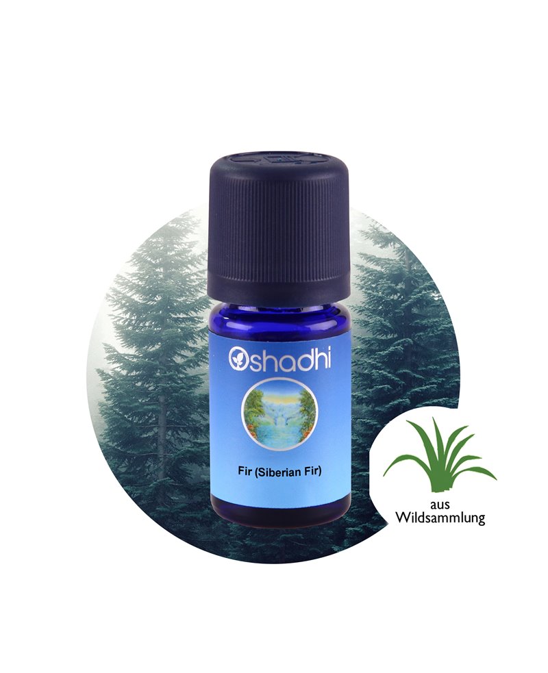 Fir (Siberian Fir)