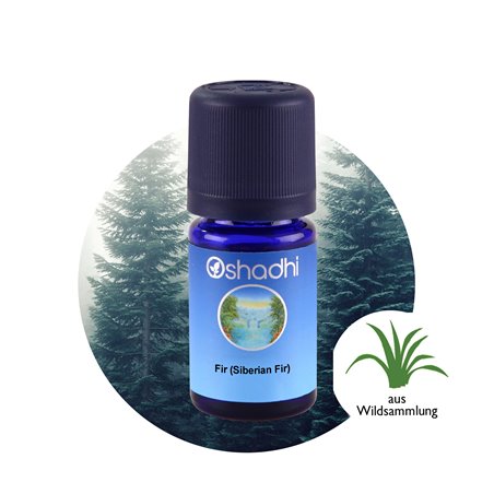 Fir (Siberian Fir)